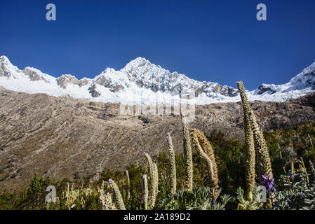 Alpamayo und Quitaraju steigen über Basecamp, Cordillera Blanca, Ancash, Peru Stockfoto