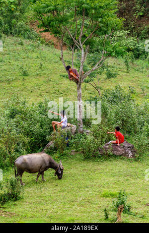 Jungen beobachten ein Büffel in den Bergen von Mu Cang Chai, Yen Bai Provinz, im nordwestlichen Teil von Vietnam. Stockfoto