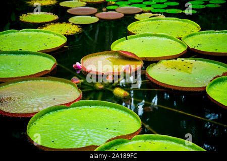 Lily Pads in Singapur Botanischen Gärten Stockfoto
