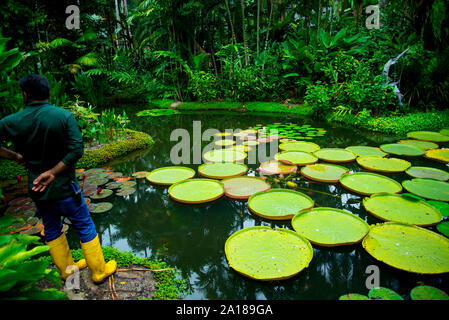 Lily Pads in Singapur Botanischen Gärten Stockfoto