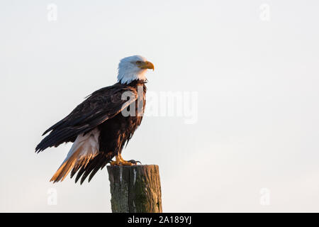 Weißkopfseeadler thront auf telefonmast Stockfoto