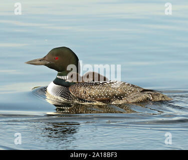 Baby loon auf die Eltern zurück Stockfoto