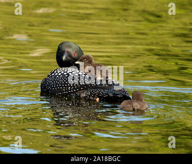 Baby loon auf die Eltern zurück Stockfoto