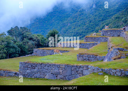 Lamas fressen auf Gras, Terrassen der Inka-Landwirtschaft, am frühen Morgen, Machu Picchu Ruinen, Machu Pichu, heiliges Tal der Inkas, Peru. Stockfoto