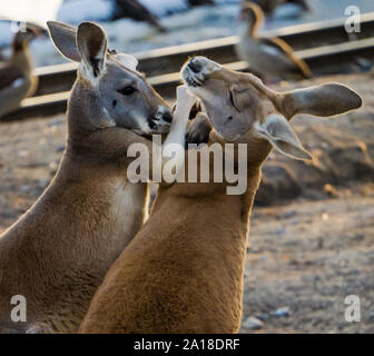 Zwei Kängurus spielen kämpfen, eingesperrt in einem bei Sonnenuntergang umfassen. Stockfoto