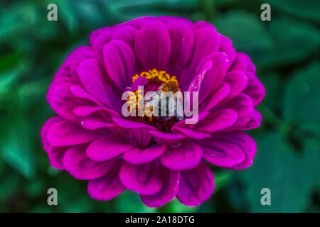 Detaillierte Makroaufnahme einer Hummel, sitzt auf einem rosa Zinnia elegans Blume, Natur Stockfoto