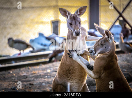 Zwei Kängurus spielen kämpfen, eingesperrt in einem bei Sonnenuntergang umfassen. Stockfoto