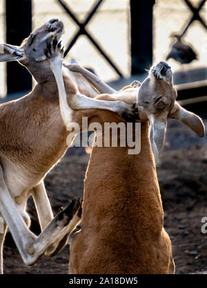 Zwei Kängurus spielen kämpfen, eingesperrt in einem bei Sonnenuntergang umfassen. Stockfoto