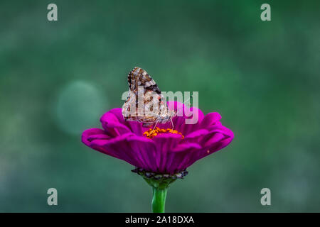 Detaillierte Makroaufnahme eines Schmetterlings, sitzt auf einem rosa Zinnia elegans Blume, Natur Stockfoto