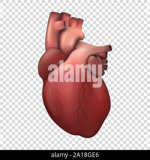 Vector 3d Realistische Gesundheit Herz Modell Symbol Closeup isoliert auf Transparenten Hintergrund. Design Template von Organ des Menschen Anatomie, medizinische Konzept. Vorne Stock Vektor