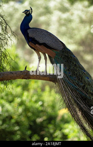 Pfau im Profil steht auf einem Zweig mit gefalteten Schwanz im Schatten der Bäume auf einer schönen unscharfen Hintergrund Stockfoto