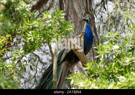 Peacock sitzt auf einem Baum und blickt in die Ferne auf einem unscharfen Hintergrund Stockfoto