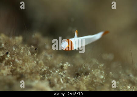 Juvenile beschmutzt Papageienfische (Cetoscarus Ocellatus). Bild wurde in Ambon, Indonesien Stockfoto