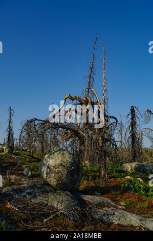 Trockene Crooked Tree in der Einöde auf der Spitze des Berges. Russland. Karelien. Vottovaara Berg nach dem flächenbrand. Stockfoto