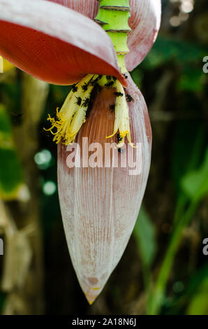 Detail der Banane Blumen mit bestäuber Stockfoto