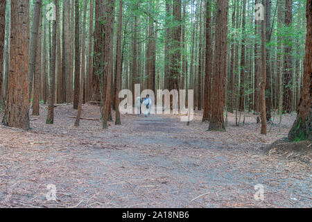 Kleine Gruppe Menschen verwischt in Bewegung zu Fuß durch Whakarewarewa Redwood Forest in Rotorua. Stockfoto