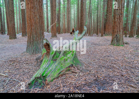 Alte verrotten Moss anmelden Waldboden von Whakarewarewa Redwood Forest mit hohen Sequoia Bäume hinter in Rotorua abgedeckt. Stockfoto