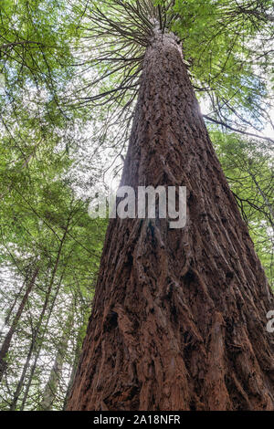 Nahaufnahme von gemusterten dicke Rinde von sequoia oder Kalifornische Redwood Tree in Whakarewarewa Redwood Forest in Rotorua. Stockfoto