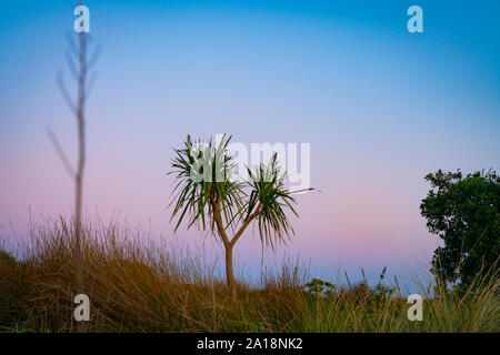 Dünenlandschaft in der Dämmerung mit drei Arten von Strand Vegetation von ficina und der Neuseeland Cabbage Tree heraus stehen mit pohutukawa Baum auf der rechten Seite ein Stockfoto