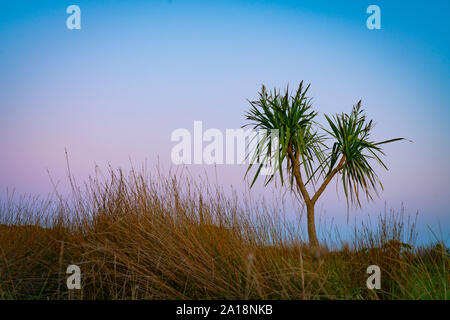 Dünenlandschaft in der Dämmerung mit Strand Vegetation von ficina und der Neuseeland Cabbage Tree heraus stehen gegen Morgenhimmel. Stockfoto