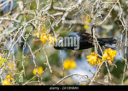 New Zealand Native Bird, der tui Fütterung auf den Nektar in gelb blühenden kowhai Baum. Stockfoto