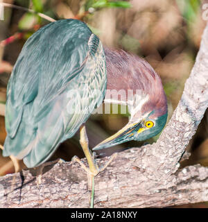 Eine grüne Heron (Butorides Virescens) putzen sich auf einem Zweig eines Baumes. anhinga Trail. Everglades National Park. Florida. USA Stockfoto