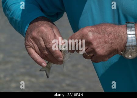 Ein Fischer entfernt ein Haken aus dem Mund eines kleinen Fischen. Stockfoto