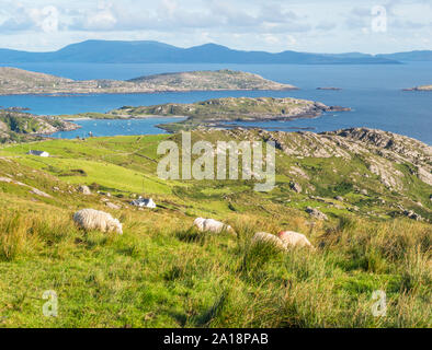 Schafe weiden Neben der Com ein chiste Pass auf die Skellig Küste im County Kerry, Irland. Stockfoto