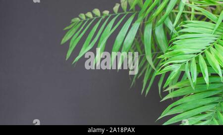 Große grüne Zweige einer Zimmerpflanze dypsis auf einem grauen Hintergrund, Palm Blätter in der Nähe von Stockfoto