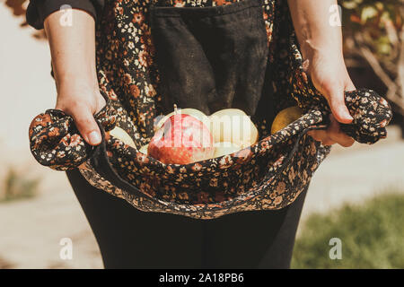 Frau mit frisch gepflückten Herbst Äpfel. Ernte, Apple, Bauer Frau abgeholt apple Früchte Stockfoto