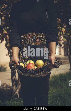 Frau mit frisch gepflückten Herbst Äpfel. Ernte, Apple, Bauer Frau abgeholt apple Früchte Stockfoto