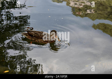 Bunte Enten schwimmen im Fluss/wildlife Tier Natur Umwelt Stockfoto