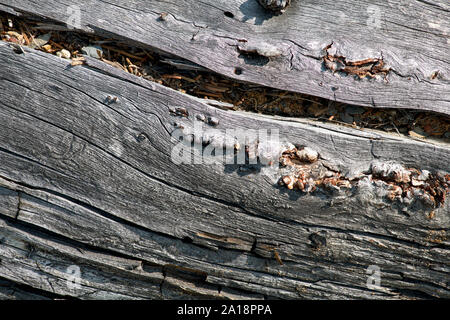 Verwitterte Treibholz Korn detaillierte Textur Stockfoto