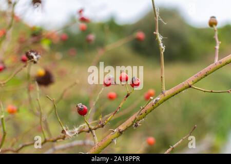 Hagebutten Bush im Herbst close-up, rot Hagebutte Beeren Stockfoto