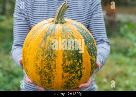 Bauer Holding einen orangefarbenen überreifen Kürbis, frisches Gemüse aus dem Garten Stockfoto