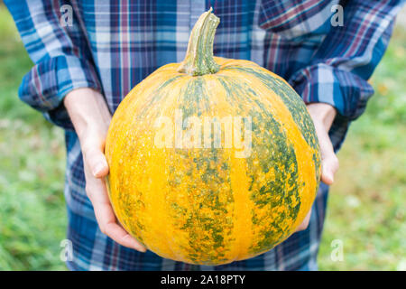 Bauer Holding einen orangefarbenen überreifen Kürbis, frisches Gemüse aus dem Garten Stockfoto