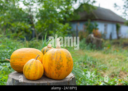 Orange sonnengereiften Kürbisse liegt auf einem Baumstumpf, frisches Gemüse aus dem Garten Stockfoto
