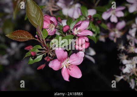 Rosa Knospen und Blumen und grüne Blätter auf einem Zweig. Schöner Frühling Blumen im Garten. Makro Foto der Natur pink sakura Blumen. Textur backgro Stockfoto