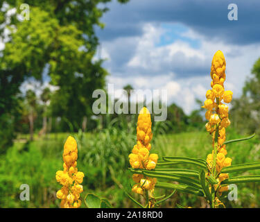 Gelbe Leuchter Blumen mit einem unscharfen Hintergrund und ein blauer Himmel Stockfoto