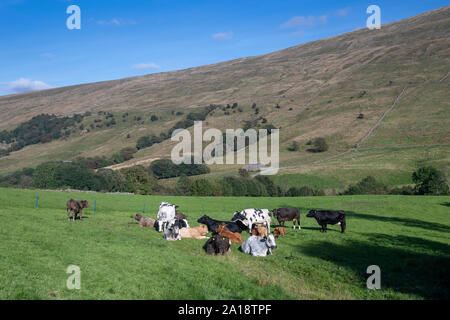 Herde der Mutterkühe Rinder auf Berggebiete weiden, Dent, Cumbria, Großbritannien. Stockfoto