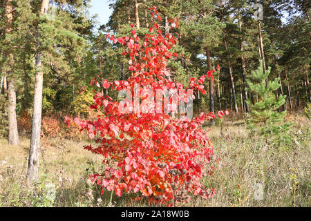Herbst Hintergrund - rote Blätter eines jungen Apfelbaum auf dem Hintergrund der Nadelwald. Indian Summer. Stockfoto
