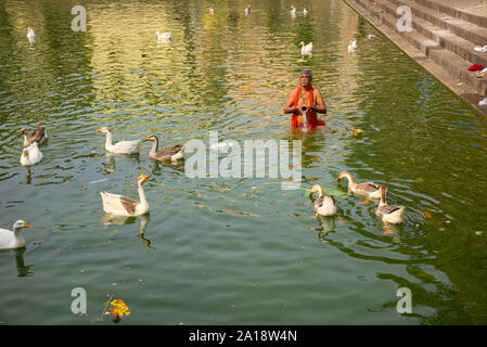 Ein Hindu Mann steht Beten in heiligen Banganga Tank im Bereich Walkeshwar, Mumbai, Indien, wandte sich in Richtung auf die aufgehende Sonne und umgeben von Schwänen Stockfoto