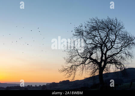 Fieldfares, Turdus pilaris, Beflockung in eine Esche bei Sonnenaufgang, Wensleydale, North Yorkshire, UK. Stockfoto