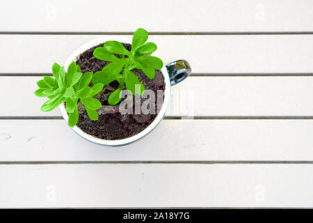 Grüne Pflanze, die in der weißen Schale auf weiße Holztisch. Kopieren Sie Platz. Blick von abow. Pachira aquatica Werk in kleinen weißen Topf auf einem weißen Hintergrund. Organic Food Konzept. Null Abfall shopping Stockfoto