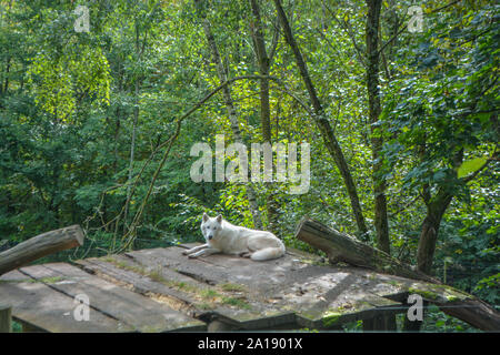 Arctic Wolf auf einer hölzernen Decke in Tripsdrill, südlich von Deutschland sitzen Stockfoto