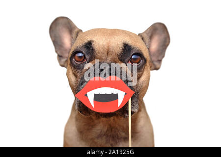 Lustige Halloween Französische Bulldogge Hund mit Vampir Mund mit reißzähne Papier Foto prop vor der Schnauze auf weißem Hintergrund gehalten Stockfoto