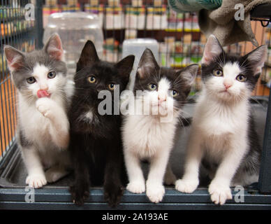 Vier Jungtiere in den Käfig Pet Store Katze Schwarz Weiß Grau sitzen Cute Portrait Kätzchen Katzen Haustier Haustiere Lustig Stockfoto