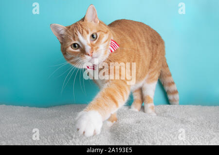 Weiß Orange Tabby Katze tragen rot gestreiften Bow Tie ständigen Paw Portrait niedliche Kostüm Kragen Pet Stockfoto