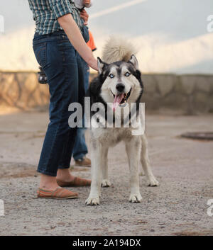 Porträt eines lustigen verspielten Schlitten Husky Hund mit herausgestreckter Zunge in die Kamera schaut neben seinem Besitzer Stockfoto