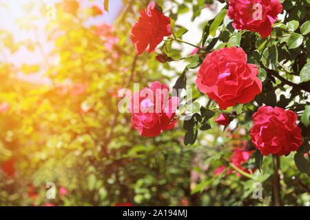 Blühende sonnenbeschienenen Bush von roten Rosen gegen den strahlend blauen Sommerhimmel Stockfoto